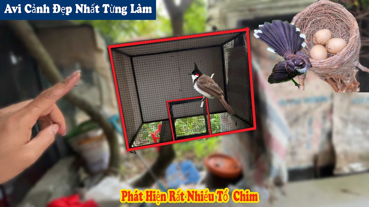 L&agrave;m Xong Chiếc AVI Cảnh V&agrave; Đi T&igrave;m Mọi Tổ Chim Đầu M&ugrave;a