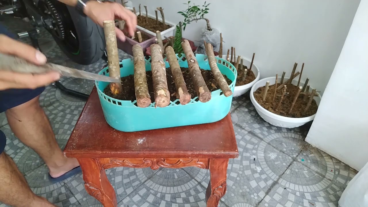 How to plant a Red Balete Bonsai from cuttings (Ficus Concina) with rooting hormone powder