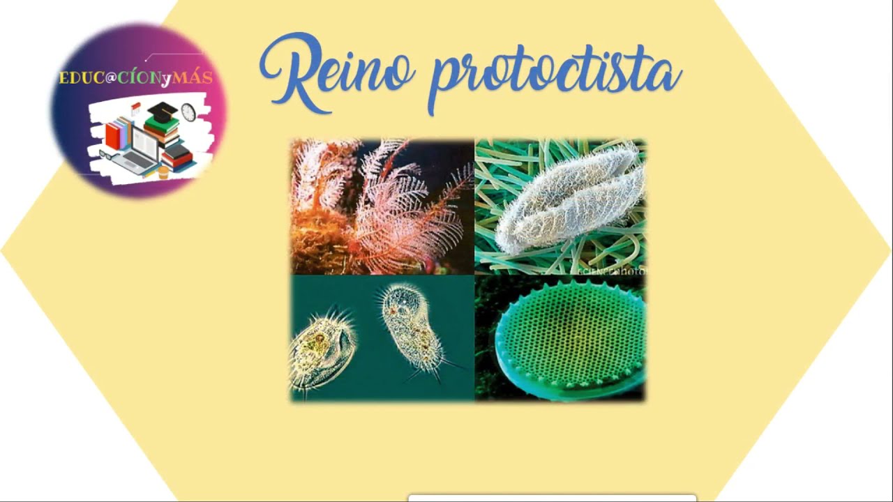 Reino protoctista / protozoarios / algas