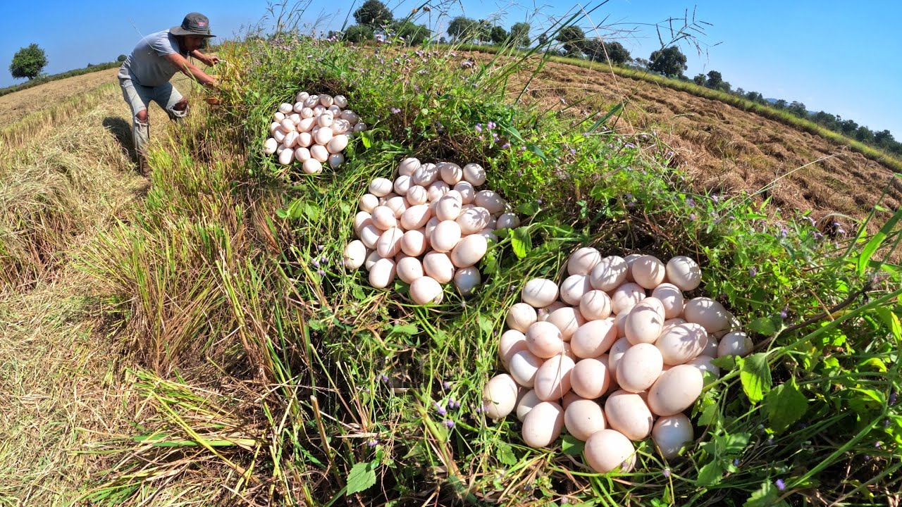 unique amazing, pick a lot of duck eggs under the grass by hand Farmer amazing