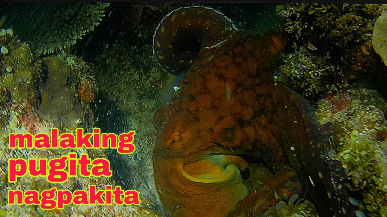 ep500 Dive2 malaking pugita biglang nagpakita night spearfishing Philippines