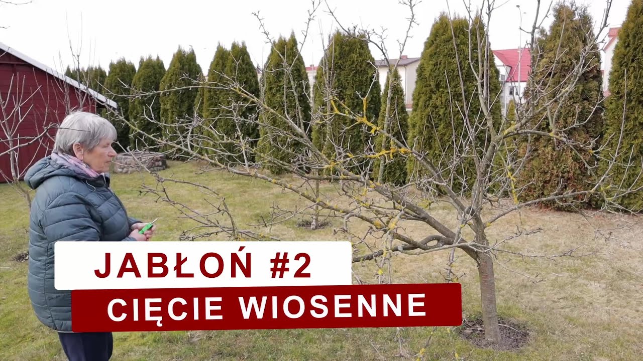 Jak ciąć jabłoń wiosną? Średniej wielkości, mocno zagęszczona jabłoń.