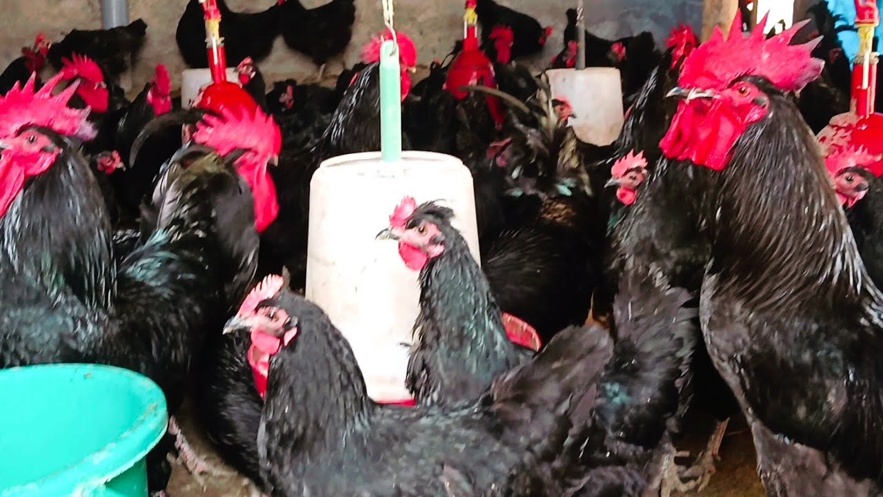 🐓🐔देशी कड़कनाथ फार्म UP(56) देशी स्वाद देशी अंदाज 😋