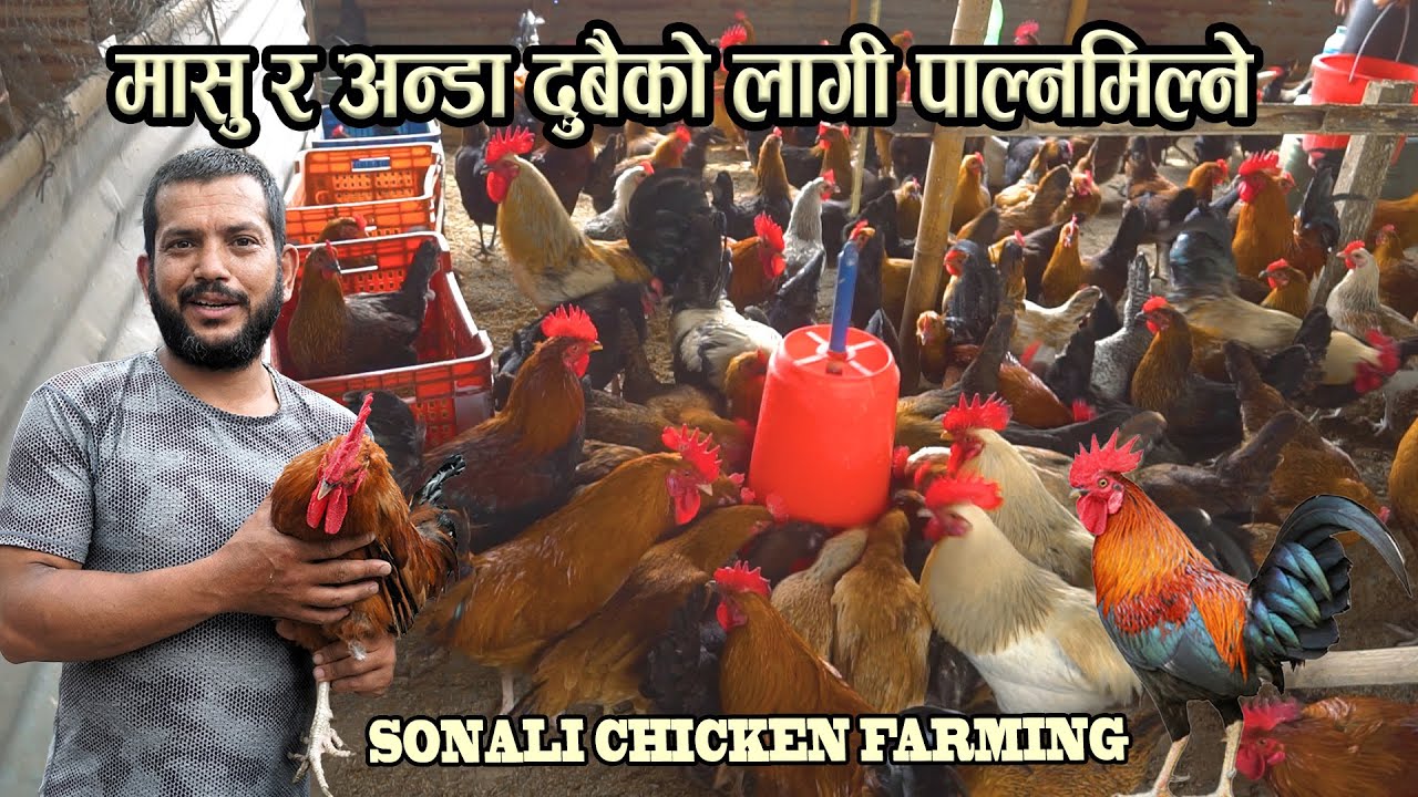 मासु र अंडा दुबैको लागि पाल्नमिल्ने - sonali poultry farm business plan - kukhura palan in Nepal