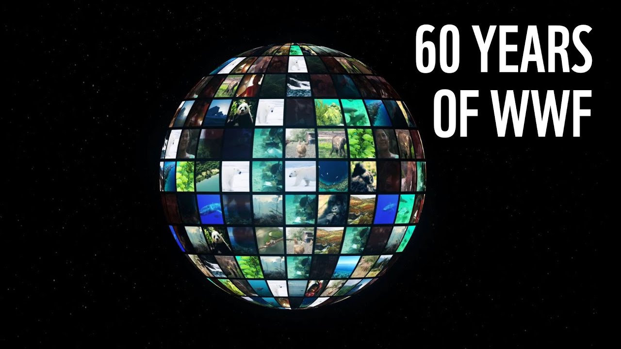 Что сделал WWF за 60 лет? | WWF