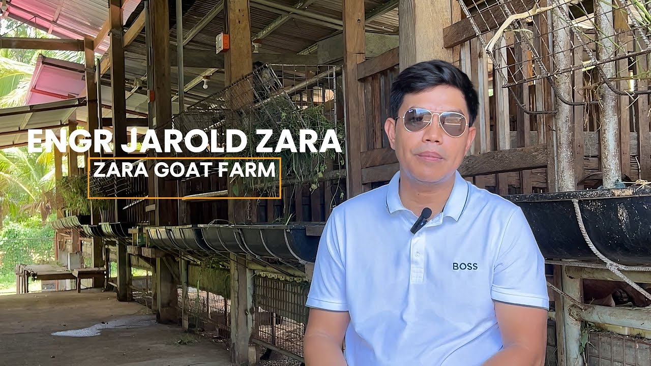 PAANO MAGING PROFITABLE SA GOAT FARMING BUSINESS? IMPORTED BOER| PUREBREED NUBIAN| ZARA GOAT FARM