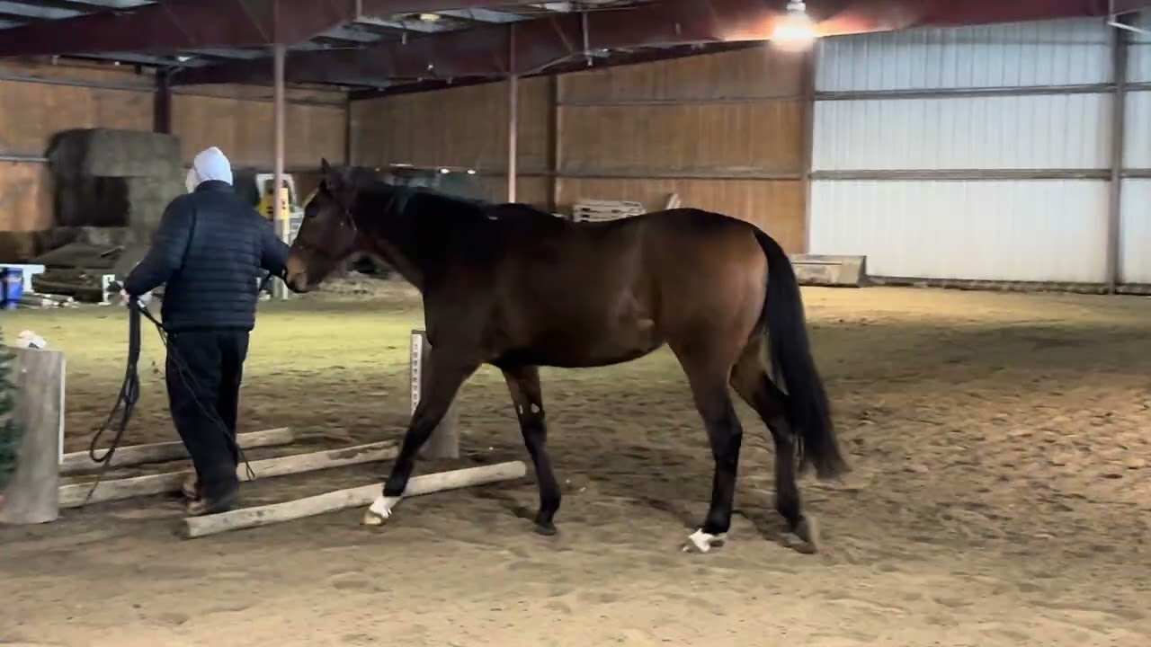 The Craftsman- In hand Adoptable Thoroughbred New Vocations 