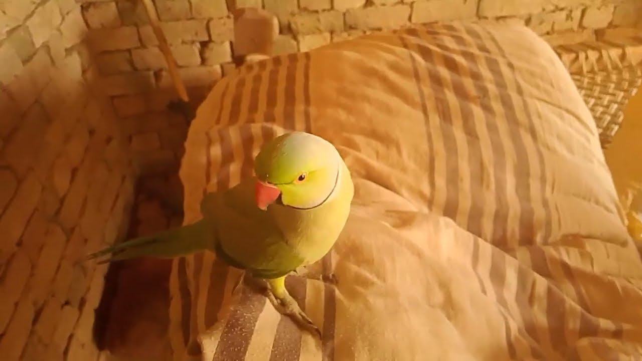 Lovebirds Singing Love Songs – The Cutest Duet Ever