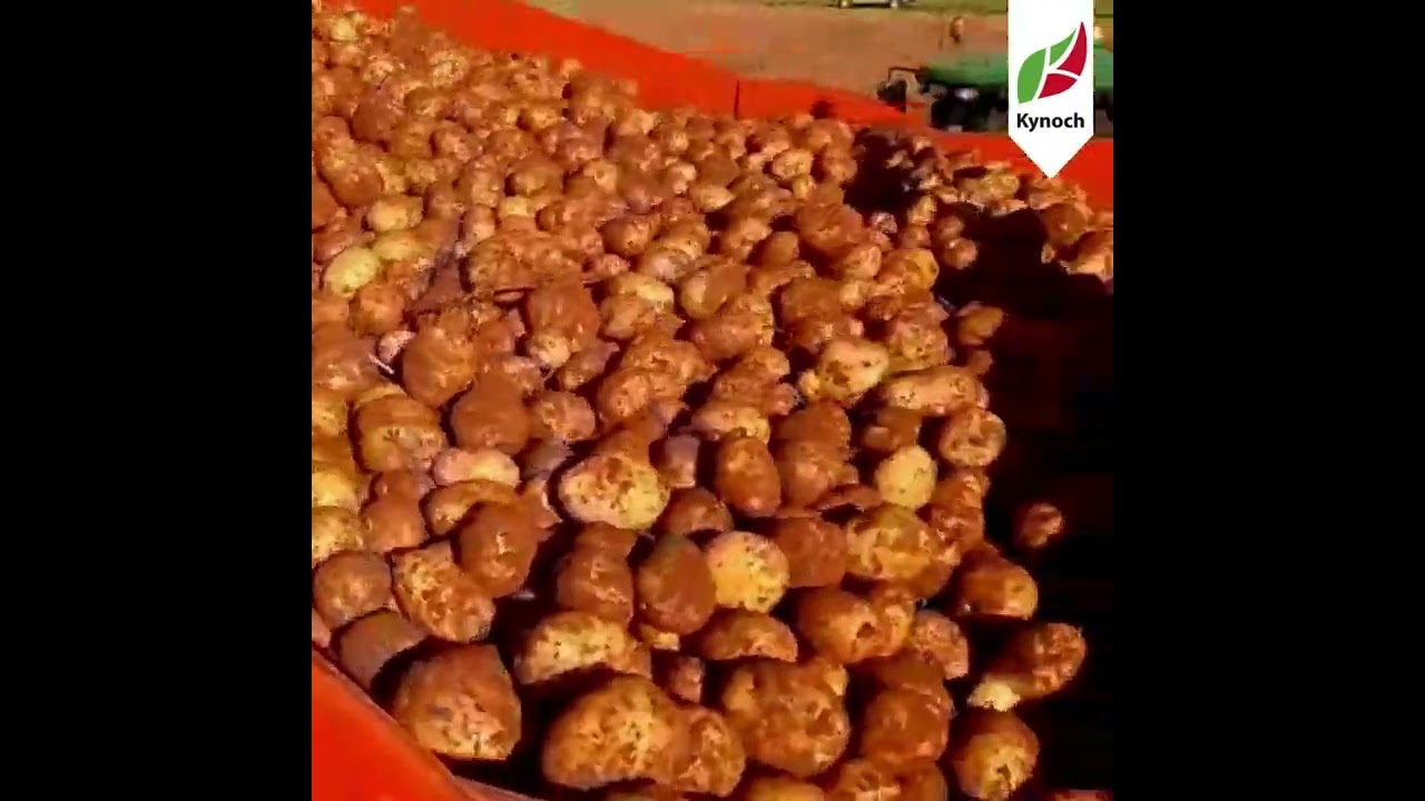 Aartappel Boerdery Vrystaat Izak Delport Kynoch #boerdery #potatofarming #landbou #agriculture