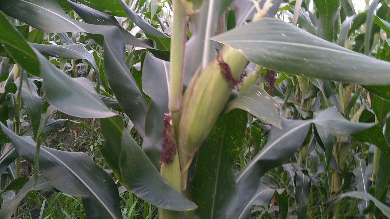 maíz mejorado Dkalb 6018