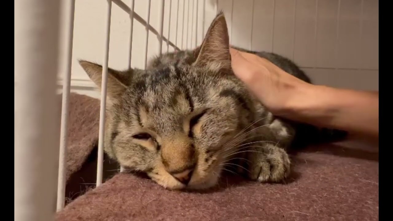 きっちゃん２歳ナデナデ大好き😸里親さんを探しています✨が