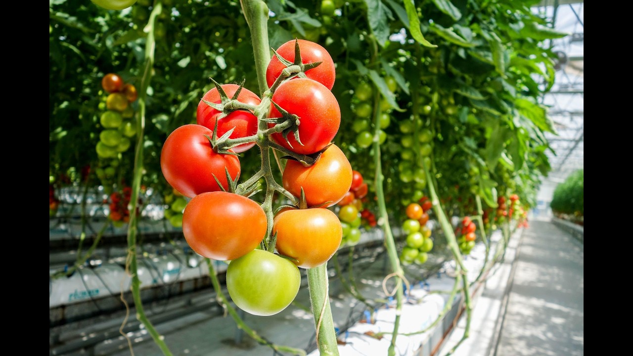Greenhouse