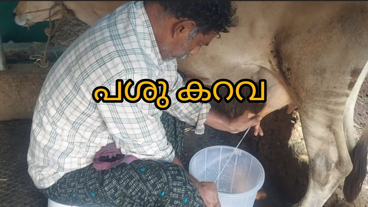 pashu karava #animalfarming #cowfarm #cow