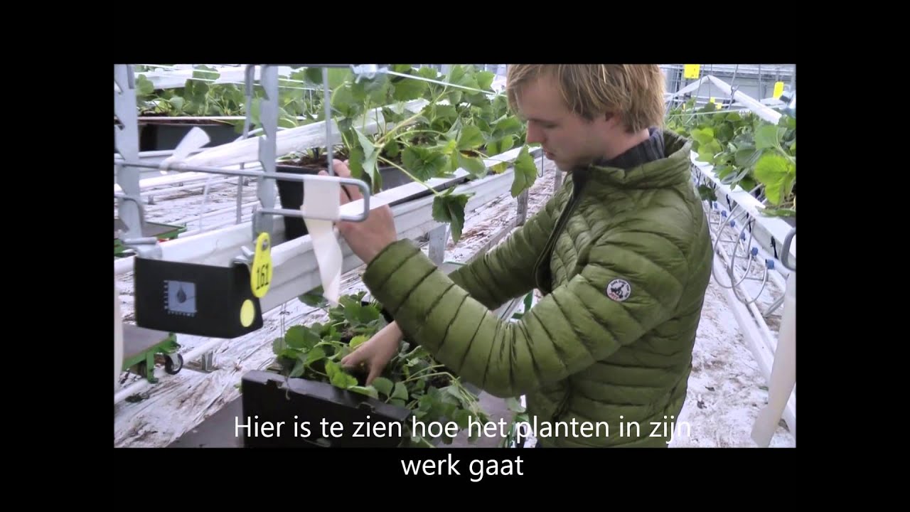 Productieproces Aardbeien