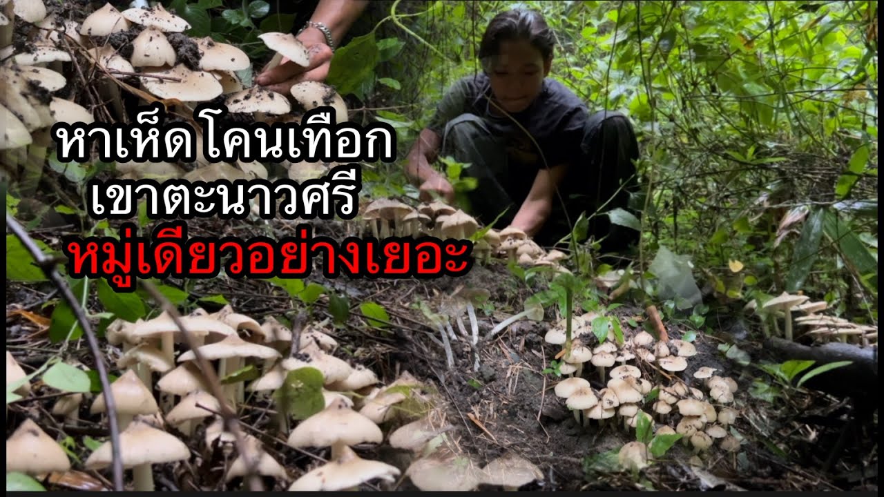 หาเห็ดโคนจังหวัดราชบุรีอำเภอผึ้งหมู่เดียวได้อย่างเยอะขุดไม่หวันไม่ไหว