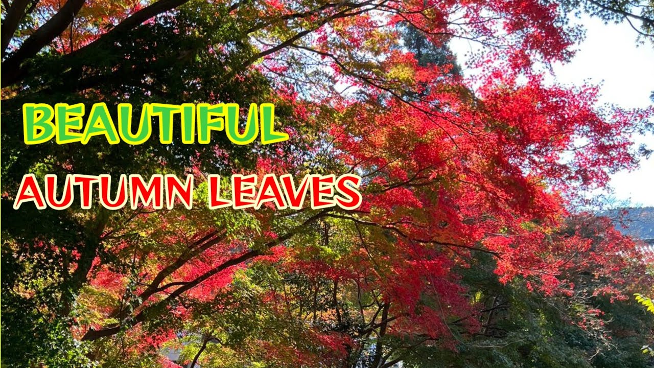 BEAUTIFUL AUTUMN LEAVES/Dhee's Videos #autumn #nature #wonderfulnature