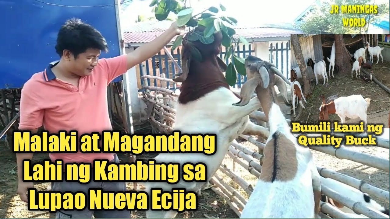 🐐BILIHAN NG MALALAKI AT MAGAGANDANG KAMBING SA LUPAO NUEVA ECIJA. 🐐 PUMILI TAYO NG QUALITY BUCK.