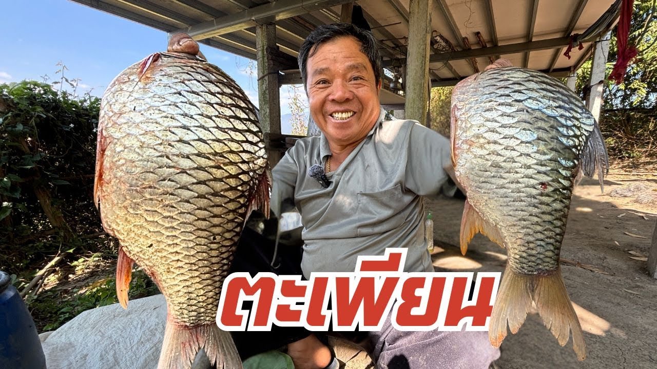 ไม่ผิดหวัง!! ปลาตะเพียนใหญ่ยักษ์ เมนูนี้พ่อตั้งใจมาก