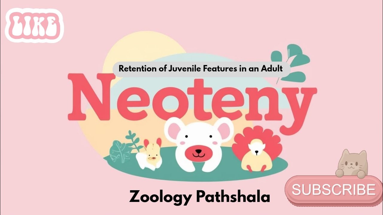 Neoteny | Bsc Zoology | Msc Zoology notes Mjpru @ZoologyPathshala #amphibians
