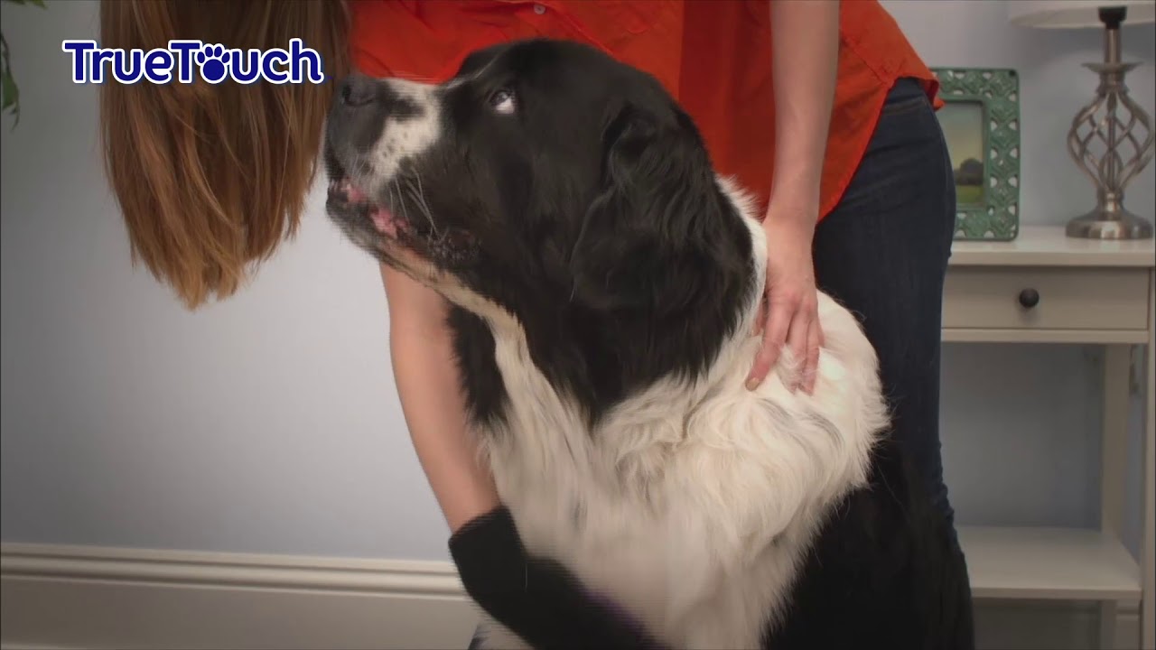 Easy Way To Groom Pets | Remove Pet Hair with True Touch JML Grooming Glove