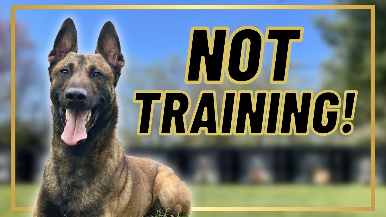 What I Do With My Belgian Malinois When We're NOT TRAINING!