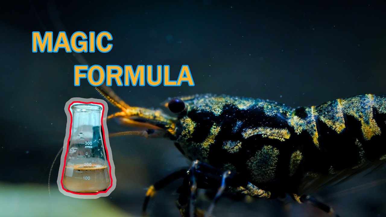 Shrimp keeping for beginners - molt, breed and colour Supplements