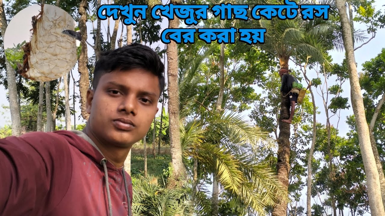 খেজুর গাছ কে*টে রস বের করার পুরো দৃশ্য!😱