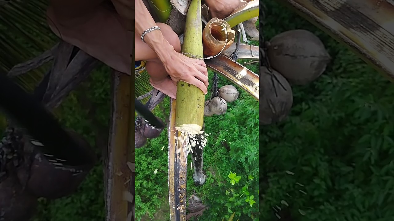 Toddy tapping from coconut tree 🌴 #toddy #coconutwine #coconutflower #coconut
