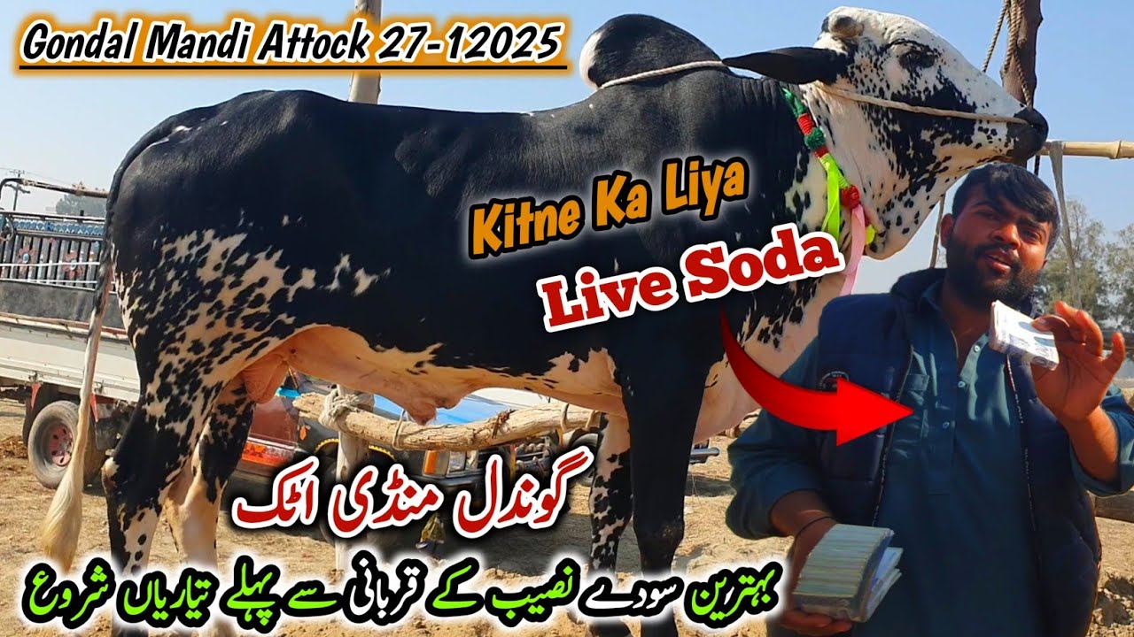 Live Sody Gondal Mandi Attock Latest Update 27 January 2025 ( Part1 ) Qurbani Bakra Eid 2025
