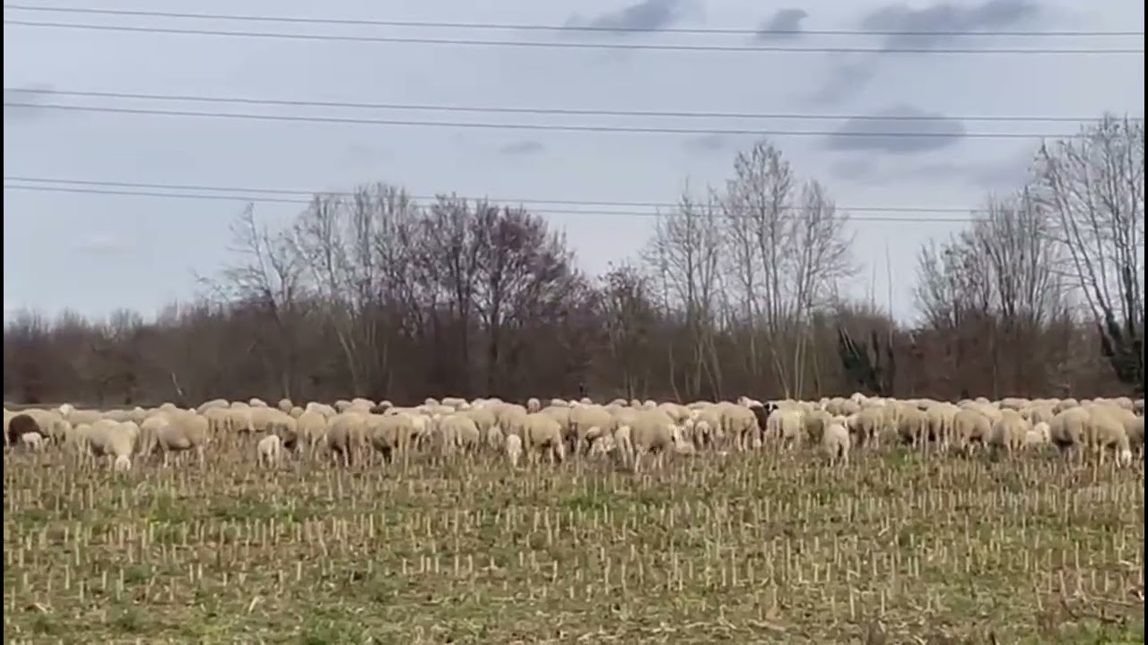 OVELHINHAS NA ITÁLIA 🇮🇹 #BorderCollie  #ovelhas #italia #sheepdog #italy #pastor #turismonaitalia