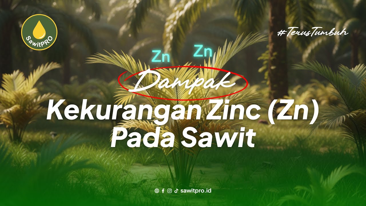 Dampak Kekurangan Zinc (Zn) Pada Sawit 🌴 | Bisa Buat Daun Menguning?!