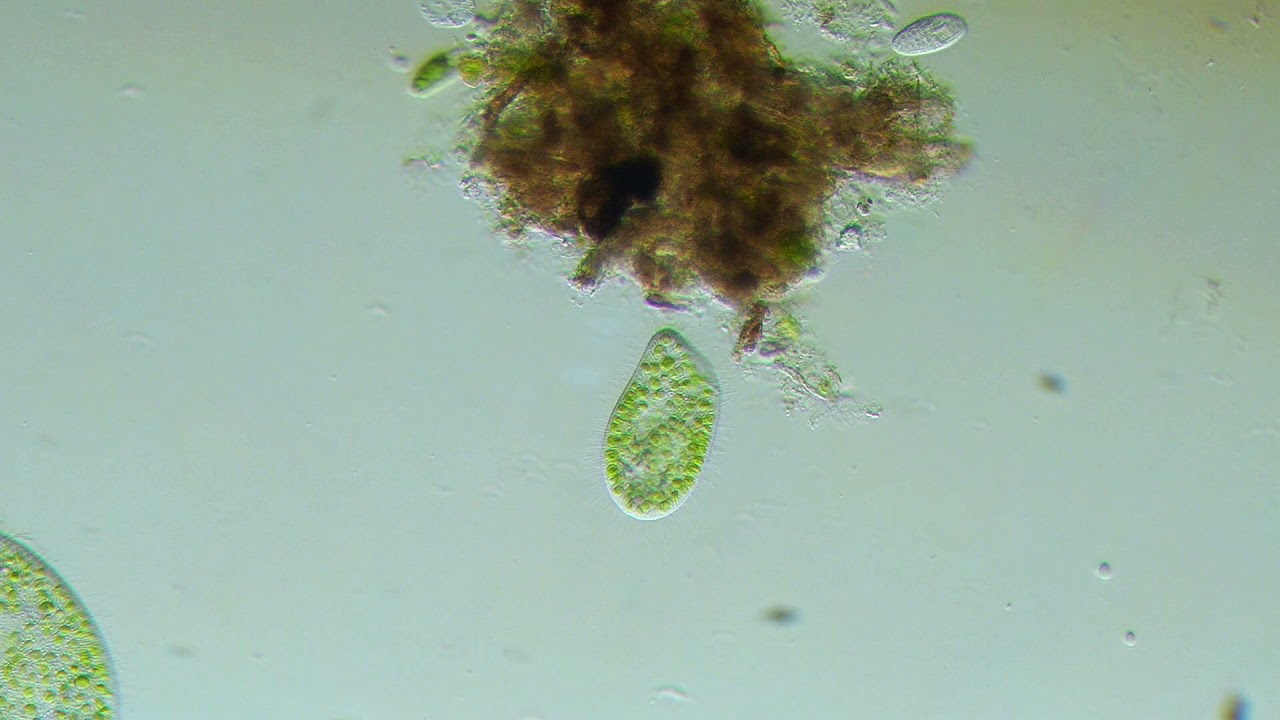Ciliate: Paramecium bursaria