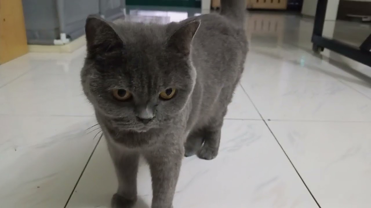 My friend's QPutin #animal #cute #catlovers #catofyoutube #catvideos #cat #cats #anmals #animallife