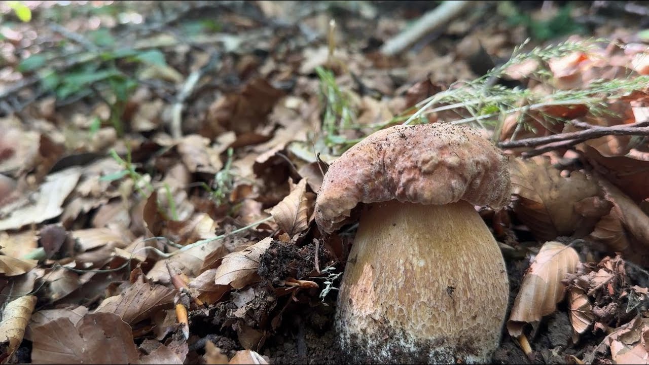 “BOOM! Spuntano i Primi Funghi d’Estate dopo la Siccità! 🍄 Appennino Campano LUGLIO 2025”