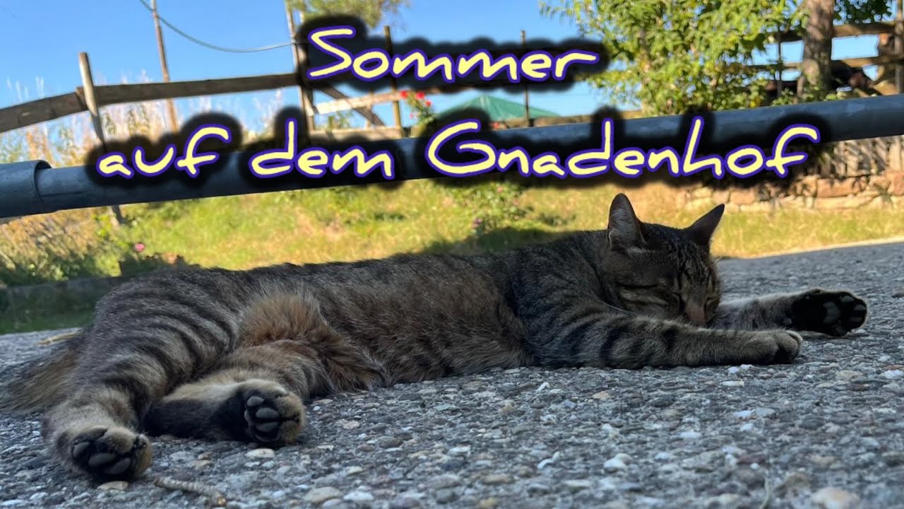 Sommer auf dem Gnadenhof - AG Tierschutz Pferde & Co.
