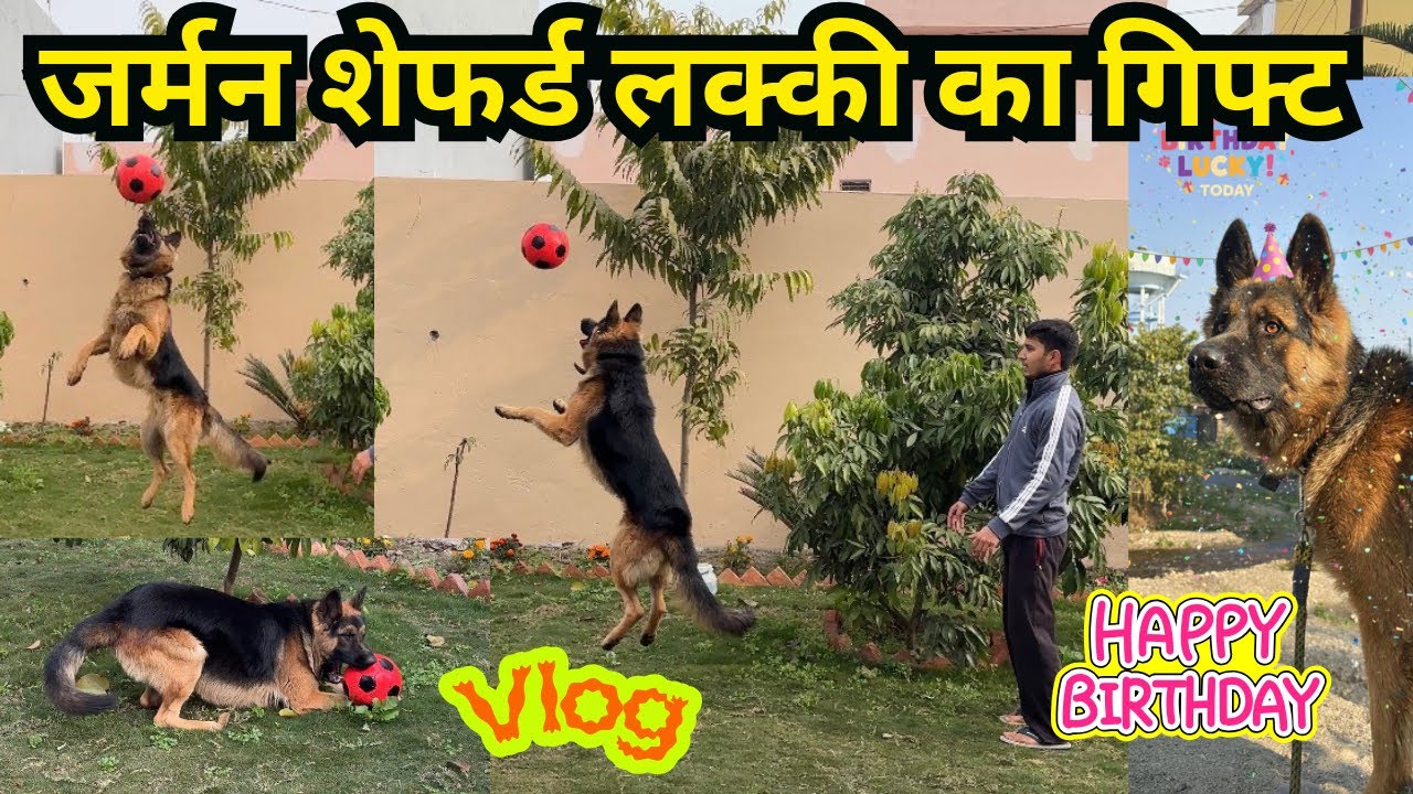 German Shepherd Lucky Ka Birthday Gift | Vlog #germanshepherd #vlog 