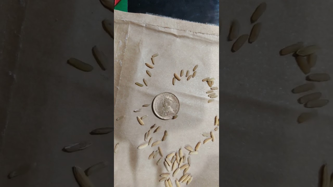 rice pulling coin Fekh