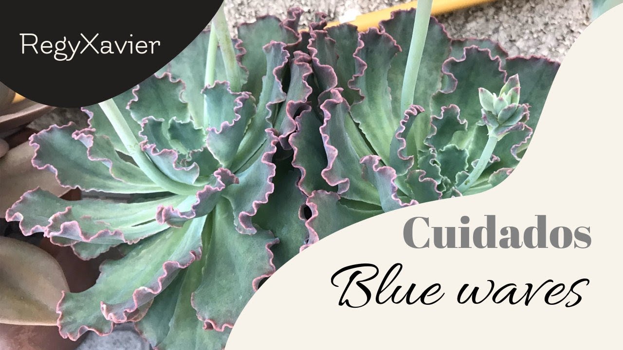 Cultivo # Blue waves