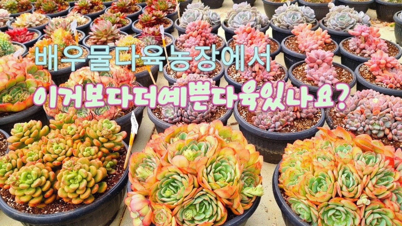 2/11)이거보다더예쁜다육있을까요?