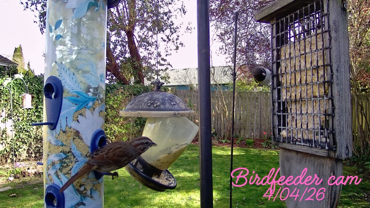 Birdfeeder cam - 4/04/26