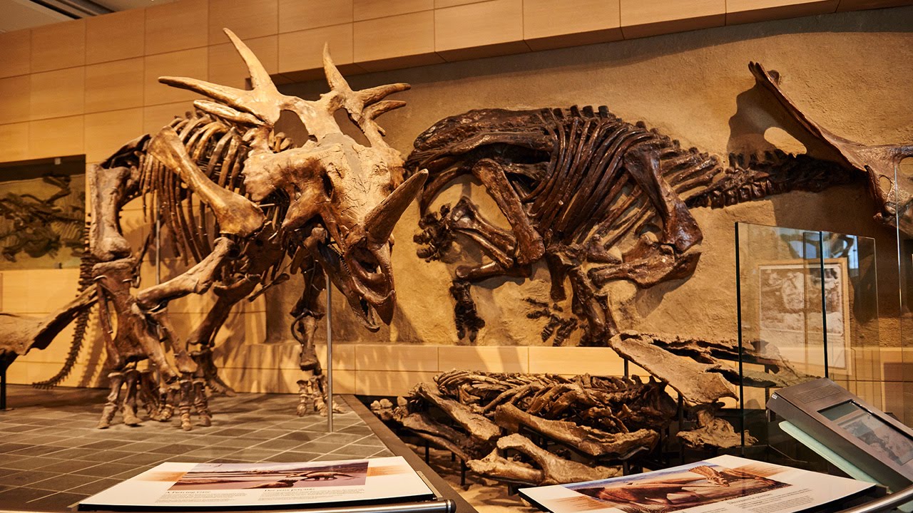 Canadian Museum of Nature | Ottawa Tourism