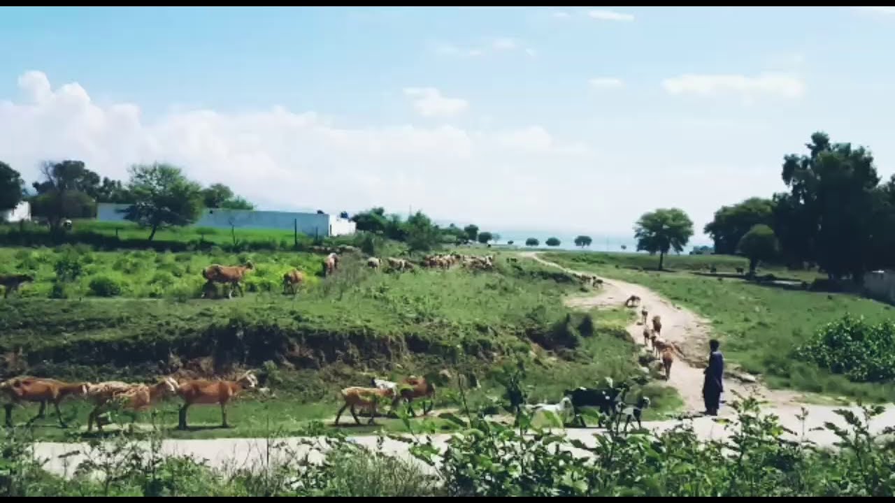 Dadyal Azad Kashmir Beauty | Samlotha AJK | Dadyal TV | Apna Dadyal | Azad Kashmir | Sehnsa AJK