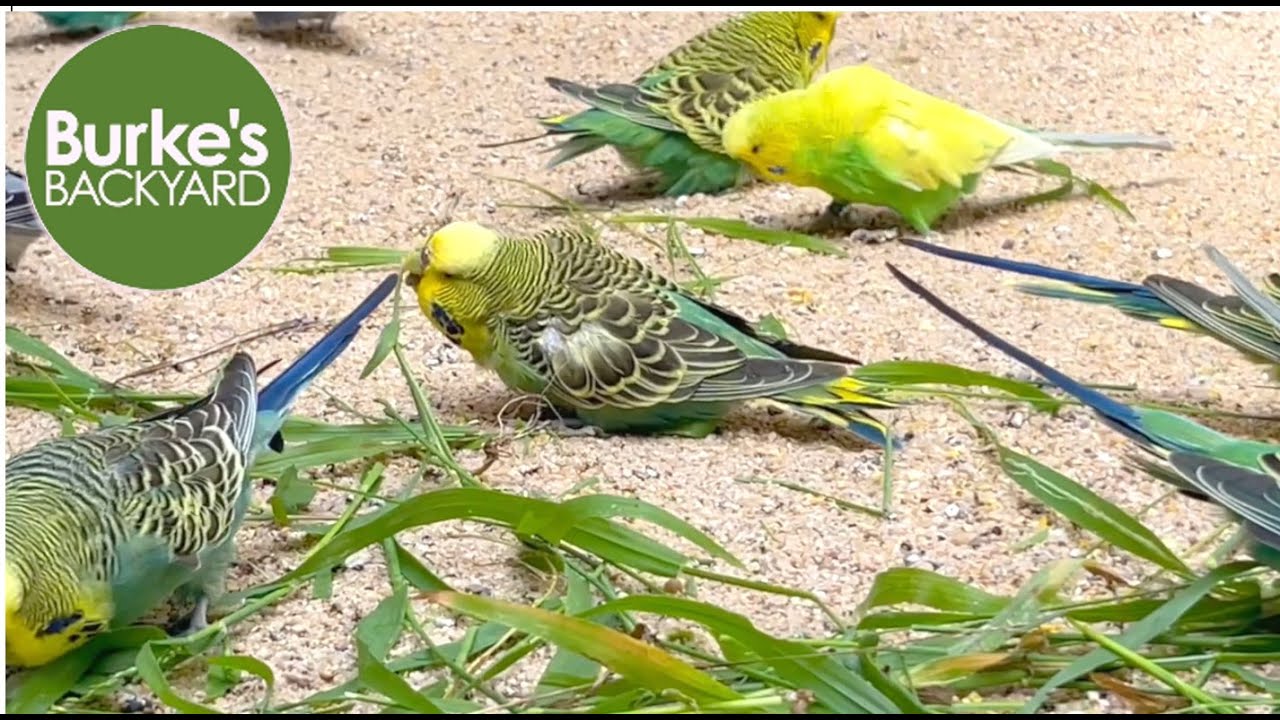 Budgies Drink Grass