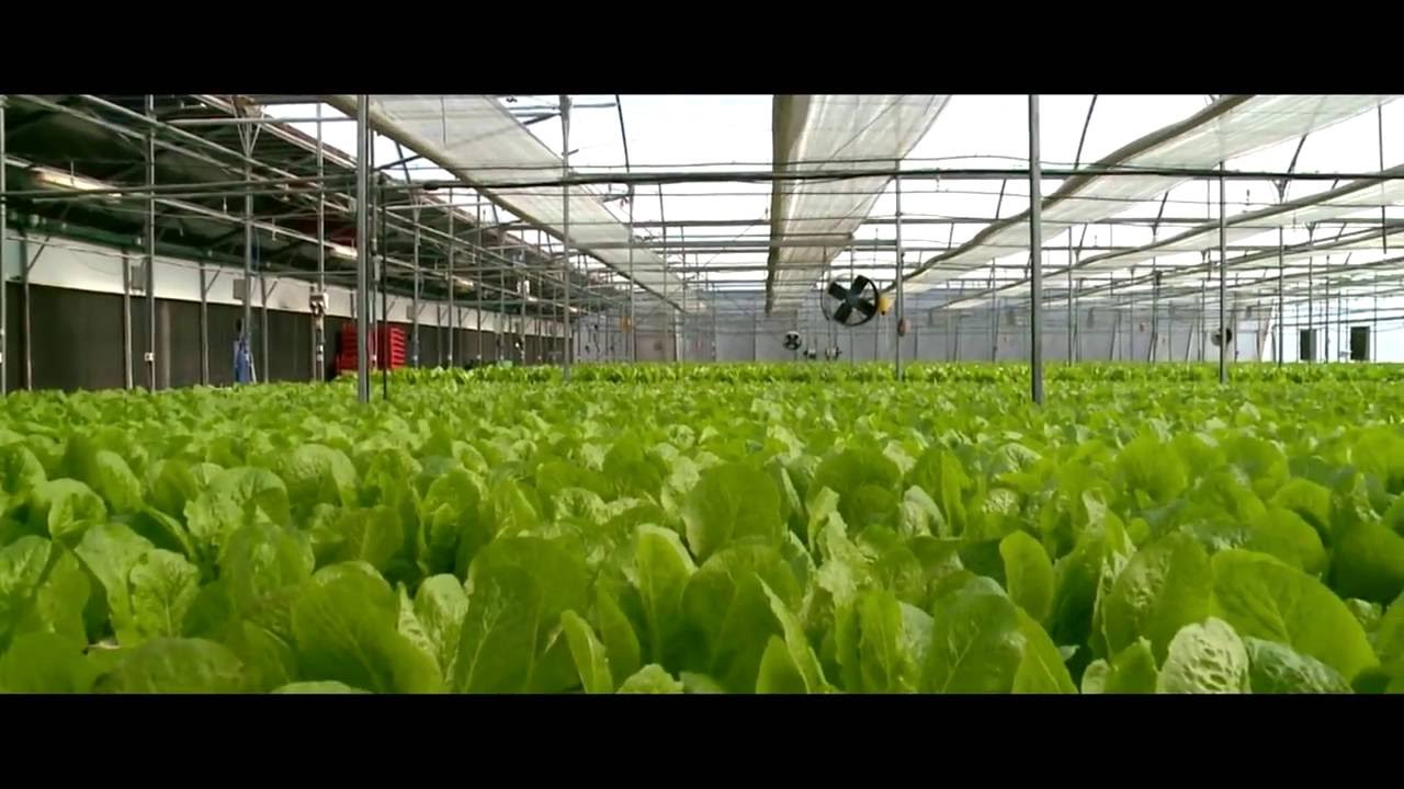 EMergyKool - Greenhouse Cooling, Mist cooling for outdoor areas