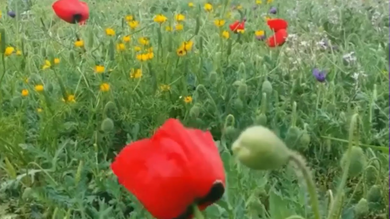 جديد: ربيع ظهرة مدينة غرانيج ٢٠١٩