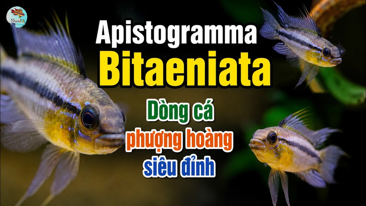 Apistogramma Bitaeniata | Cá phượng hoàng hoang dã siêu đẹp
