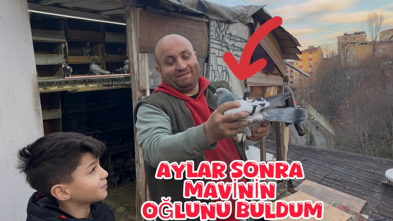 AYLARDIR ARADIĞIM KAÇAK MAVİNİN OĞLUNU BULDUM ( PAŞANIN KÜMESİNDE ÇIKTI )