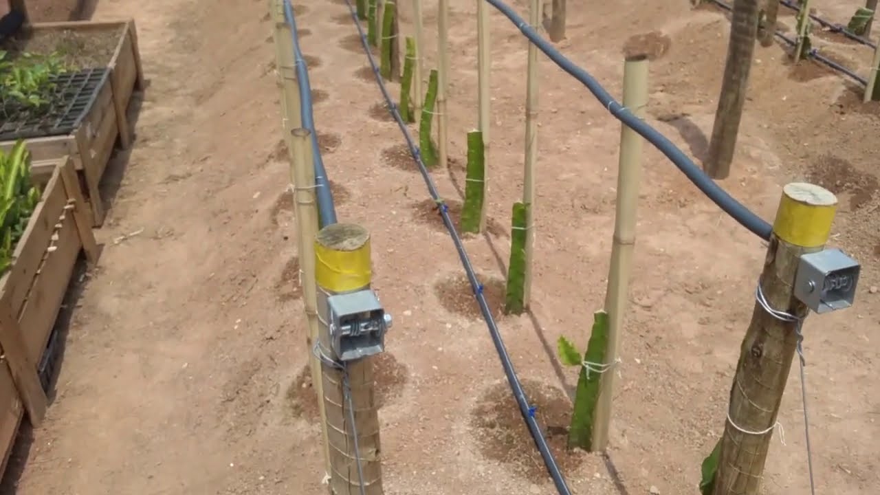 Como Cultivar Pitaia em Canteiro com Espaldeira de Arame