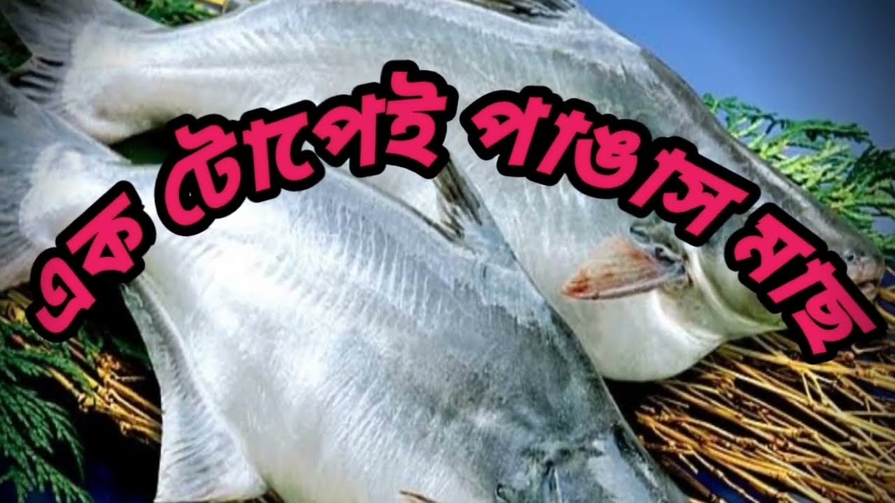 টোপ দিয়ে পাঙ্গাশ মাছ ধরার কৌশল @ How  I catch pangasius fish @ Entertaining Vlogs @ Fishing video.