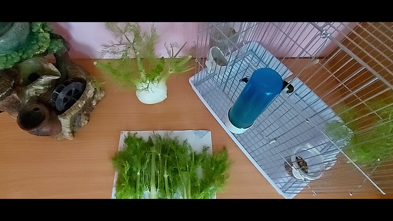 أهمية و فوائد البسباس في تجهيز أنثى الحسون و بناء عنقود البيض💥💥